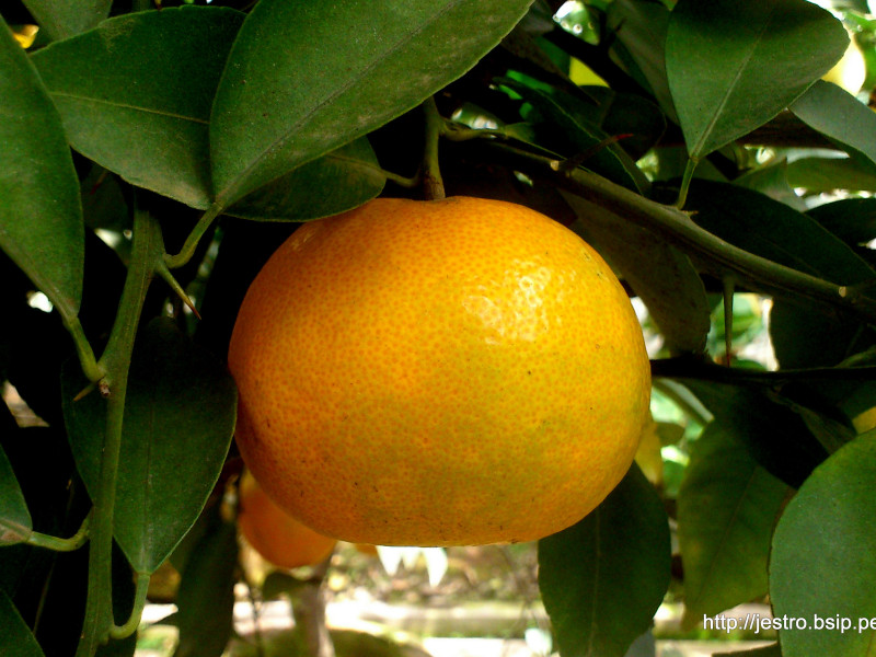 Jeruk